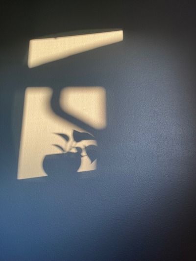 Photo showing shadow of plant on windowsill against a blue wall 