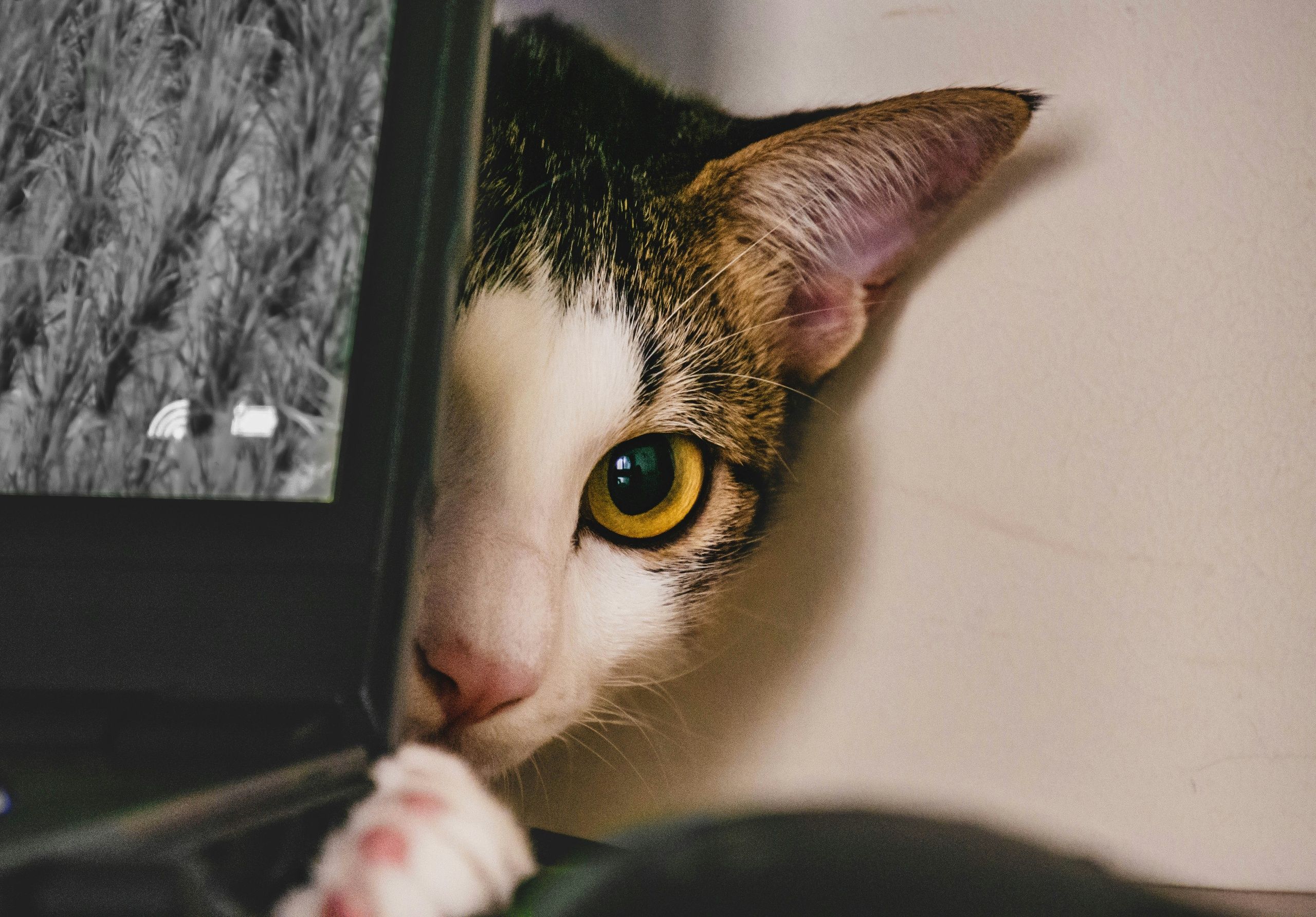 ticka-kao-Knkzv5qGLlU-unsplash